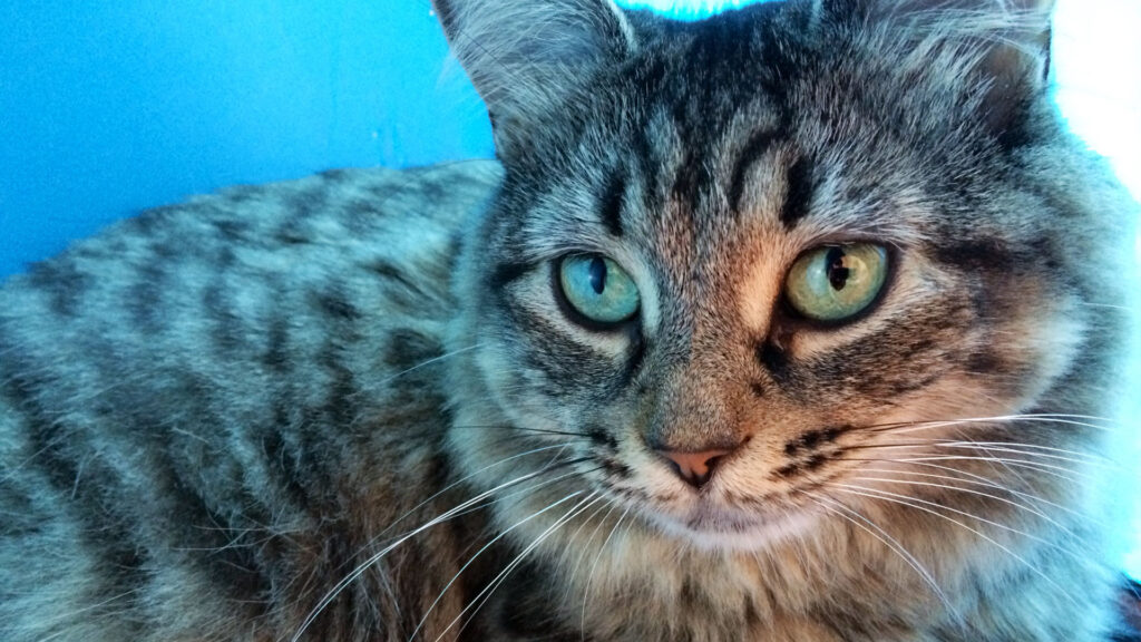ExtraordinaryCats-Main (1)