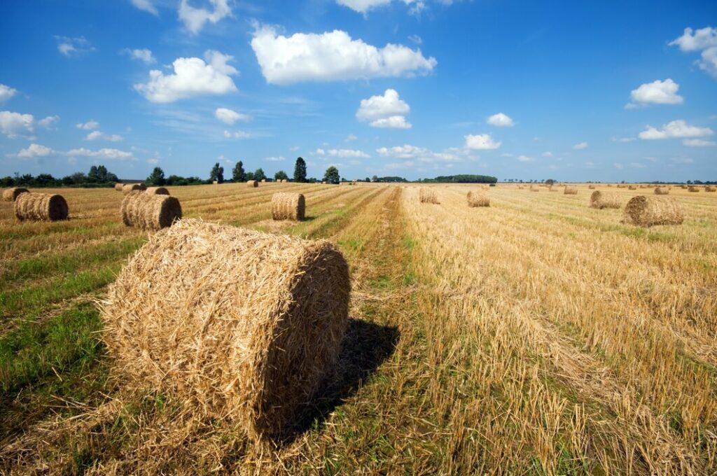 farm-field-with-hay-balls_1160-401