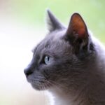cat-3261420_1280