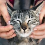 woman-playing-with-stray-cat_53876-137685