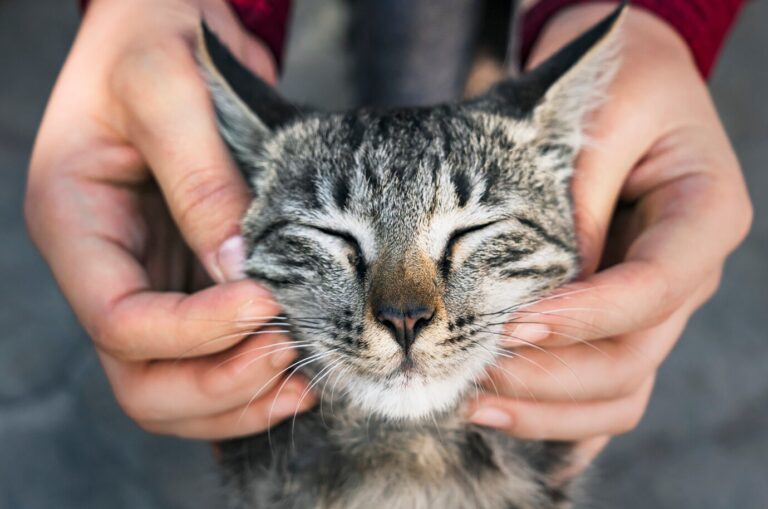 woman-playing-with-stray-cat_53876-137685