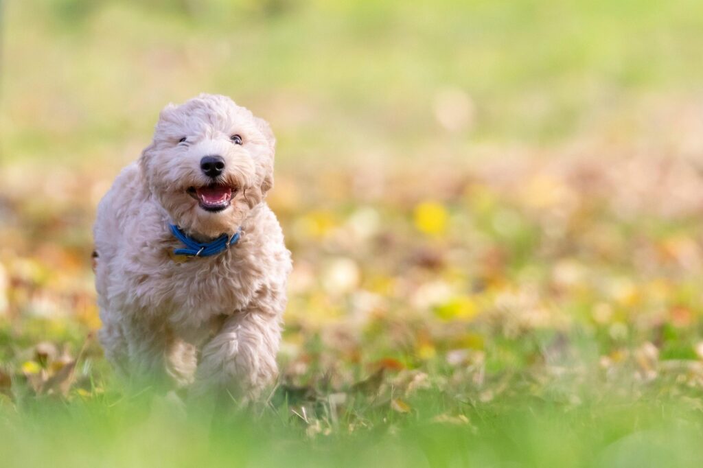 dog-5671778_1280