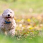dog-5671778_1280