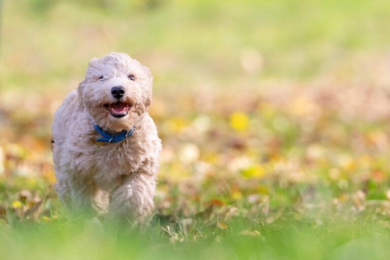 dog-5671778_1280